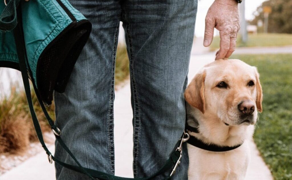 A veteran with working service dog from Life Unleashed (by Integra Service Dogs Australia)
